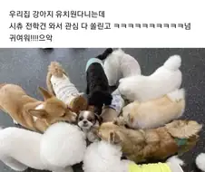 강아지 유치원에 간 시츄.jpg