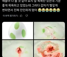 혐?) 요시 알 배스밤 대참사
