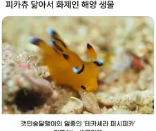 피카츄 디자인에 영감을 준 생물