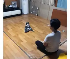 엄마 집사에게 혼나서 대치중인 고양이...