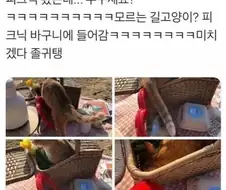 고양이의 피크닉.jpg