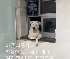 화장실 왔는데 왠 개가 여기 왜왔냐는 표정으로 쳐다봄