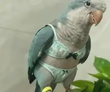 비둘기가 비키니 입은 짤 본 적 있냐?