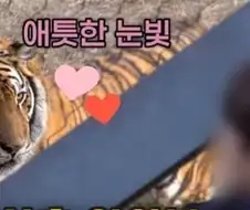 고양이가 조선시대 선비들을 볼때 표정 특징