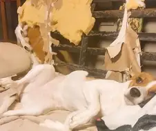 애완동물 키우면 각오해야할 것