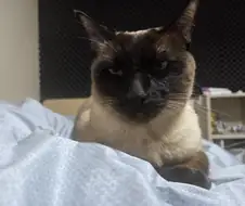 내 배 위에 고양이 있다~~