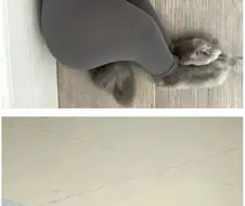 레깅스의 사기성