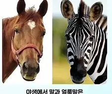전신 문신충을 본 말의 반응