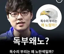 독수리의 부리는 왜 노란색일까.jpg