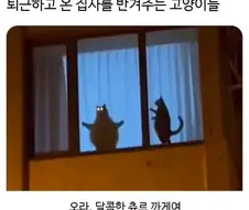 퇴근하고 온 집사를 반겨주는 고양이들.jpg