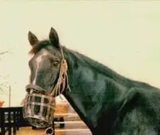 [말딸] 오리지널 말딸 헤일로