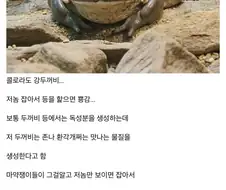 ㅁㅇ쟁이들이 좋아한다는 동물