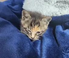 흉포하고 포악한 맹수 보고가라.cat