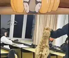 현실고증 볼링고양이