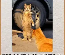 무, 무슨 소리냥…! 우린 영원한 동지라고 맹세하지 않았었냥…!.jpg
