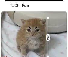 화가 머리 끝까지 났네!