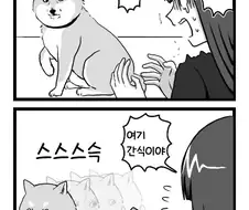 시바견의 꼬리를 밟은
