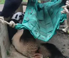 엄마한테 깔리는 푸바오 특