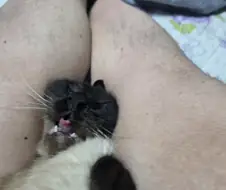 AI야 고양이 사진에서 더럽고 흉칙한 집사의 발을 지워죠!!!