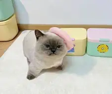언젠가 저장했던 무진장 표독한 고양이 한장