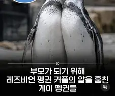게이 펭귄 커플이 레즈비언 펭귄 커플의 알을 절도함