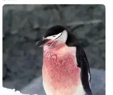 육아가 고단한 펭귄