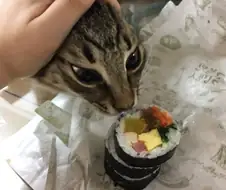 고양이 키워본 사람들이 한번쯤 해본거