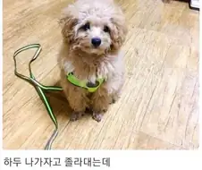 여름철 견주들 상황