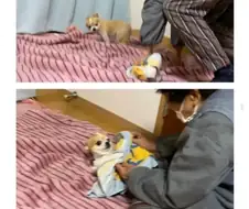 시골 멍뭉이의 하루.jpg