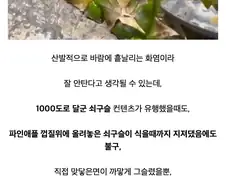의외의외 불에강한 천연소재
