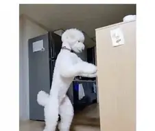 토이 푸들인데 사기당한것같다는데, 아닐수도 있음.