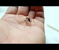 광릉왕모기는 익충이라던데 실수로 죽이면 어떻게 하나 했는데
