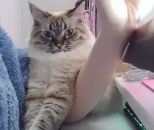 호모) 집사가 호모 만화 그리는걸 방해하는 고양이