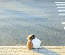 키우는 애완 동물에 따라 달라지는 집안 분위기 ㄷㄷㄷ