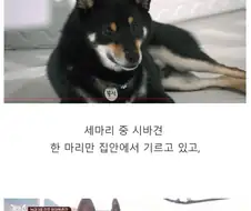 16개월 아기 공격한 리트리버 사건 결말.jpg