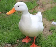 간단한 오리와 거위 구분법