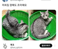 고양이들 엄청 좋아한다는 물건