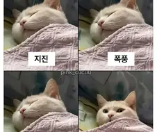고양이가 반응하는 소리