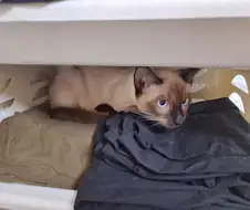 고양이특 : 일단 들어가고 본다....