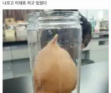 ???: "햄스터는 원래 구멍에 살았다고"