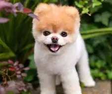 세상에서 제일 귀여운 강아지