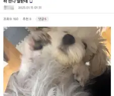 강아지가 피자 훔쳐먹었다.jpg