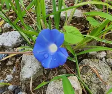 촉촉하게 젖은 모닝글로리