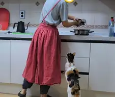 고양이 키우는 집에서 참치 김치찌개 만들면 생기는일