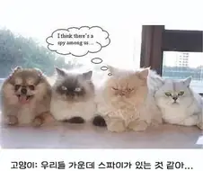 성심당 그 정도 아니다 떠벌리는 애들 특