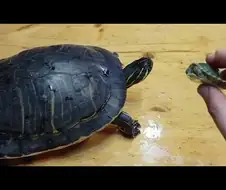 대형마트 펫샵에서 아무도 안알려주던거