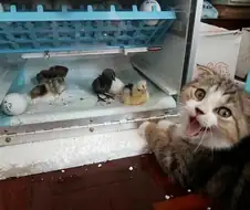 생명의 탄생을 본 아가냥이