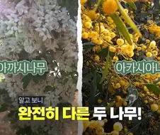 그동안 몰랐었던 아카시아 나무의 비밀