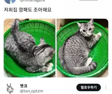 의외로 고양이들이 엄청 좋아하는 물건.jpg