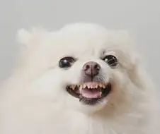 분노로 충만한 3대견종